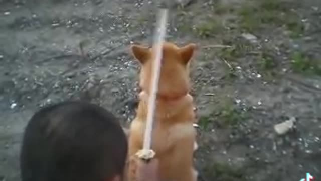 Dog reaction of execution! | OrgVIRAL