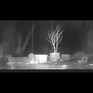 EA S87 - Hungry Playful Coons