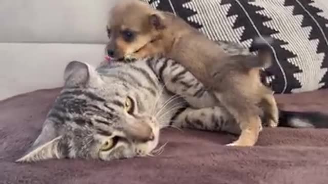 Funny Cat Reaction to Puppies [Kitty sees them for the First Time]