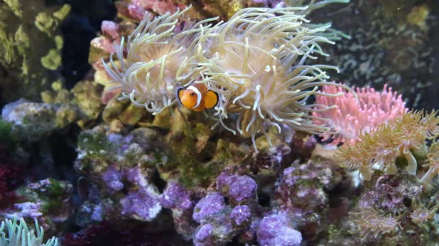 A Clownfish and a Sea Anemone Lutz Rolke