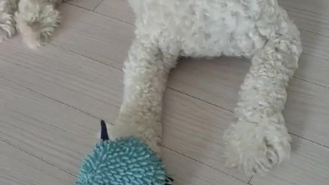 How My Dog Peninsula Gets Through Summer
