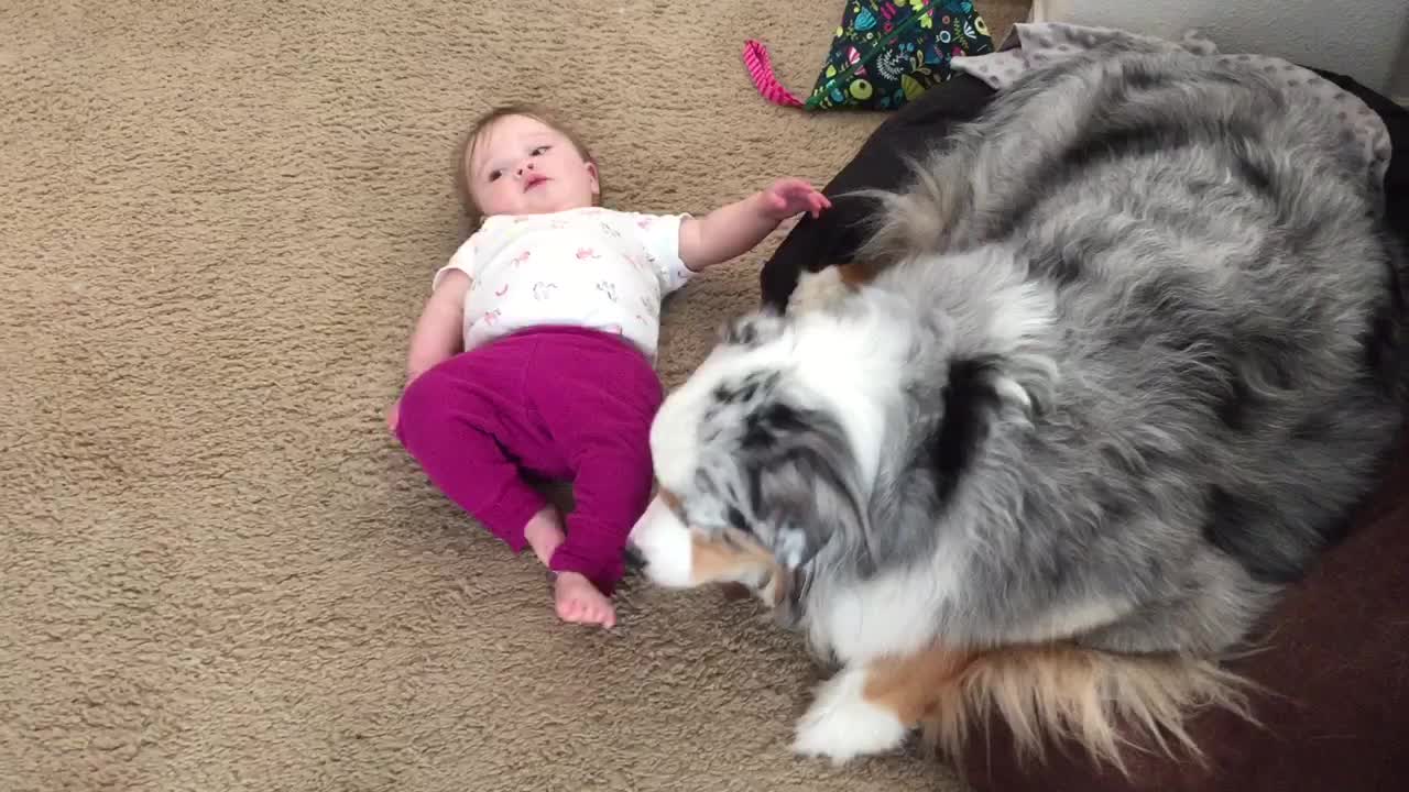 Australian Shepherd Preciously Licks Baby's Feet