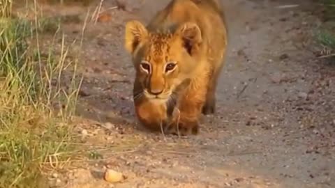 Lion cubs Playing