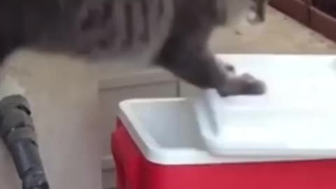 🐱 Funny cat videos - cute cats - Try not to laugh - Cat videos Compilation #shorts 🐈_15