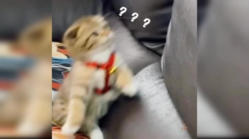 Baby cat confuse. Thats the funny moment.🤩🤩