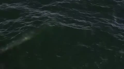 Encountered a whale splashing in the open sea