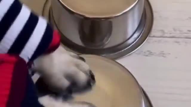 Dog Plays Drums - Best of funny video