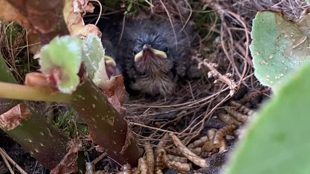 Wren Chicks in Flower Planter