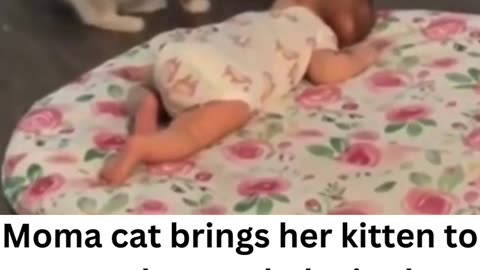 Mama cat brings kitten to meet the baby!