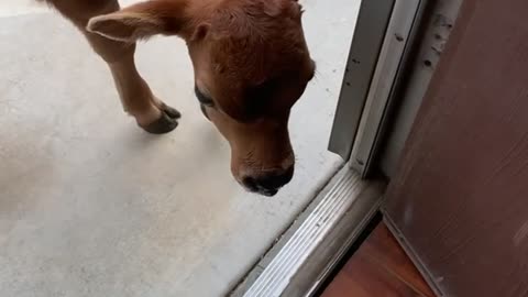 Baby Cow Follows Owner into House