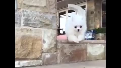 🐶 cute