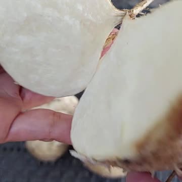 Let me guess is this fruit or vegetables? Favorite singkamas! Exotic or Rare?