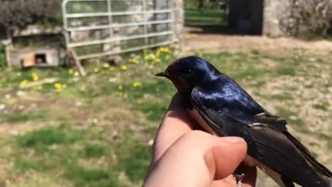 Swallows have returned: I had a lovely close up chat with this glossy fellow