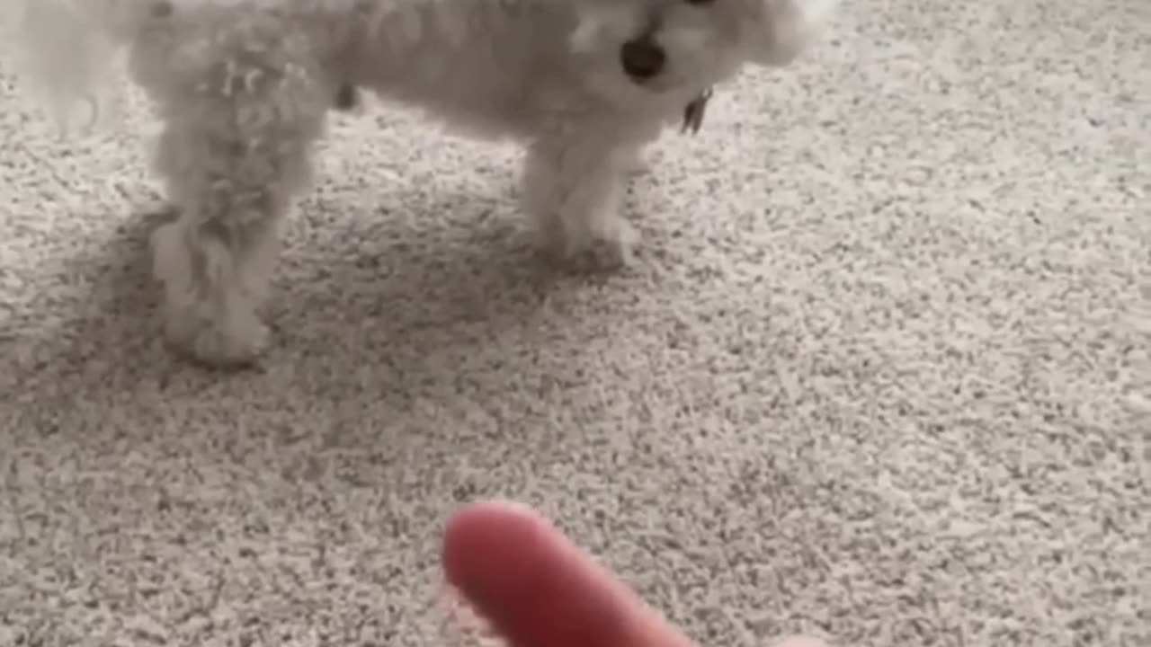 Dangerous dogs.