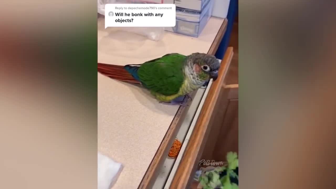 parrot talking, parrot sounds, parrot singing, parrot fish, parrot tv, parrotlet, parrot dancing, parrot talking funny, parrot minecraft, parrot alexa, parrot anafi, parrot anafi drone, parrot annoys cat, parrot and cat, parrot alexa shopping list, parrot