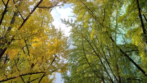 Pretty streets of Seoul in autumn