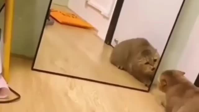 Cat goes crazy at the mirror