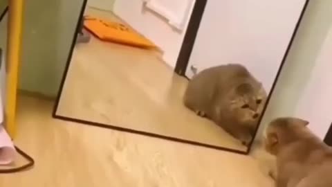 Cat goes crazy at the mirror