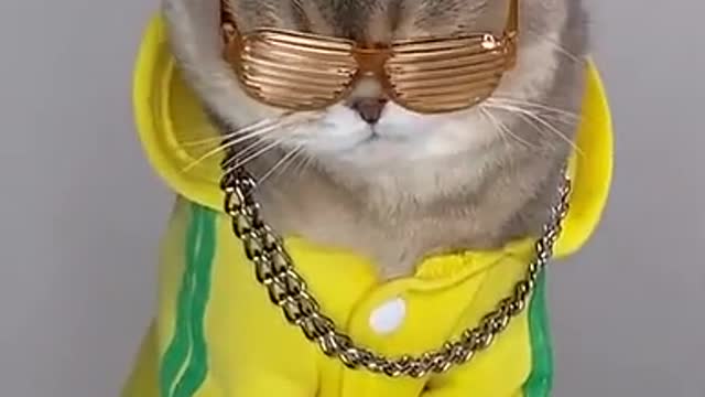 swagy cat