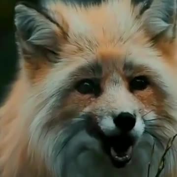 collection of cute animals #животные #cute #funnydogs #shorts