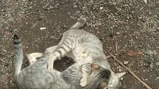Kucing belajar berkelahi.