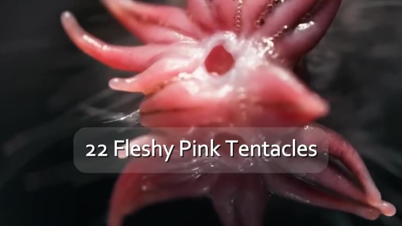 Alien like looking creatures on earth || LetsgoScience