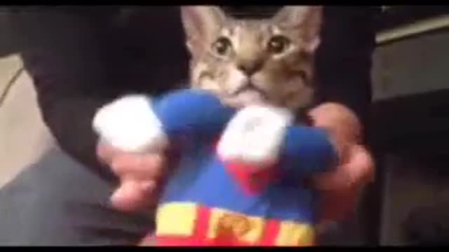 Funny Cat Compilation funny animals