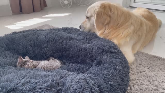 Golden Retriever Amazed by a Kitten occupying his bed!