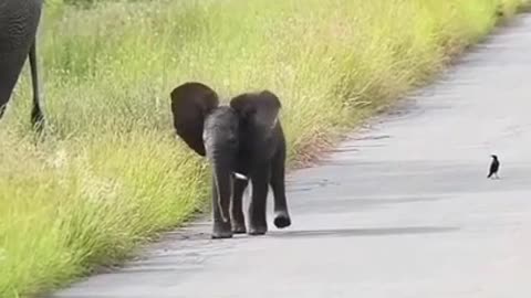 Cuteness Overload #shorts #viral #shortsvideo #video