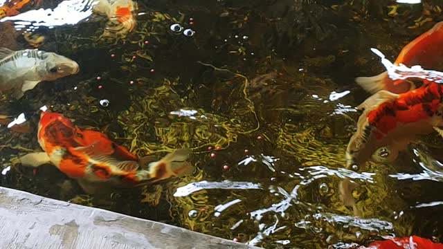 child playing with koi fish