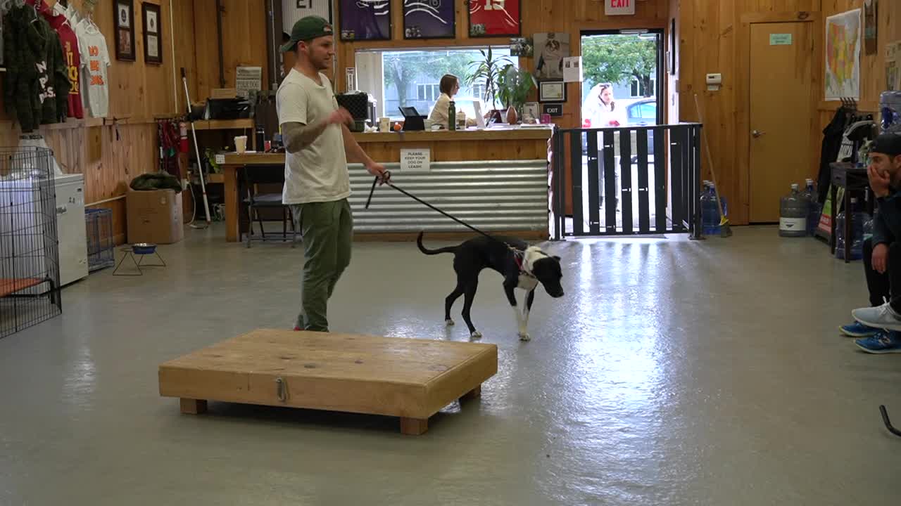 How to Train ANY DOG the basics- Dog Training foundation