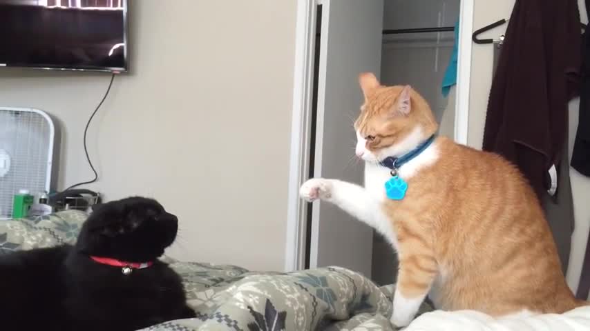 M Y crazy fighting cats