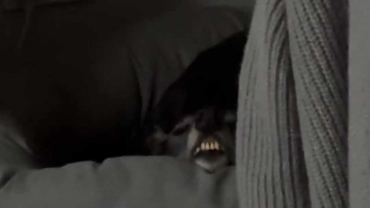 Sleeping Dog Shows Off His Teeth