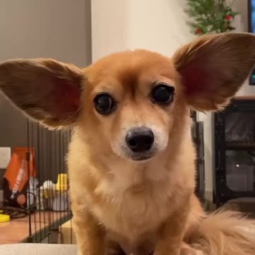 What cool ears this adorable creature has!