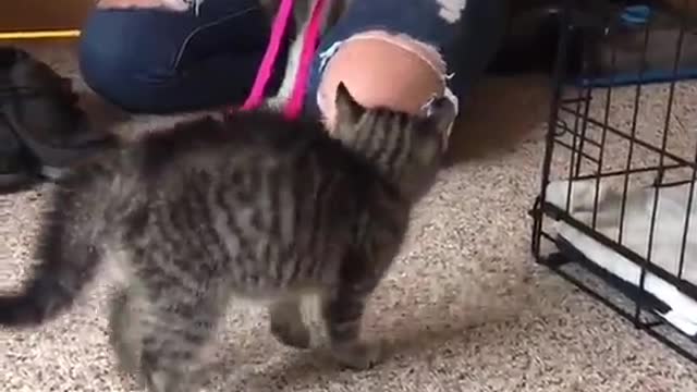 Funny Dog Compilation #2-Funny Dog
