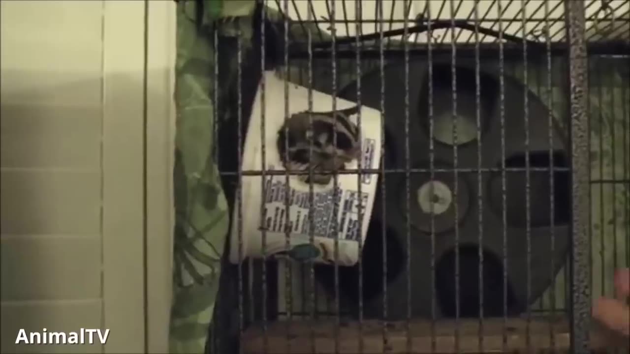 Sugar Glider Flying, Funny.