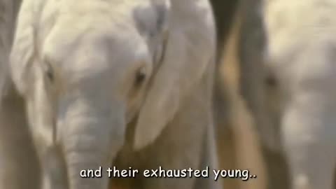 Wildlife in a natural perspective & Funs
