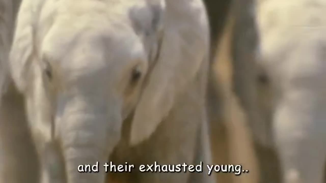 Wildlife in a natural perspective & Funs