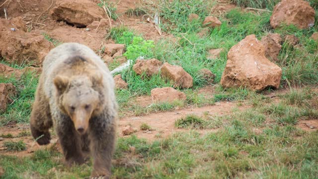 Brown Bear