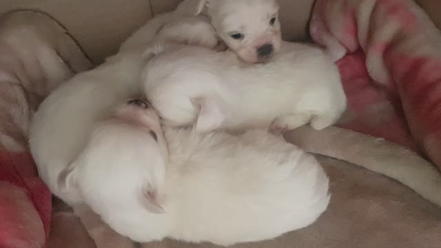 Puppies birth