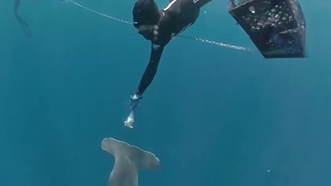 Wildlife