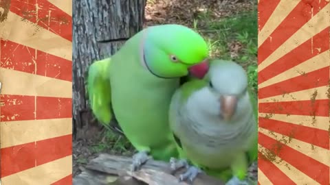 Funny Birds video #1
