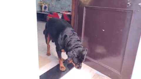 Jerry is missing brother emotional dog video