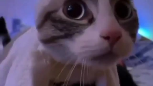 Funny cats dancing #cats #rumble