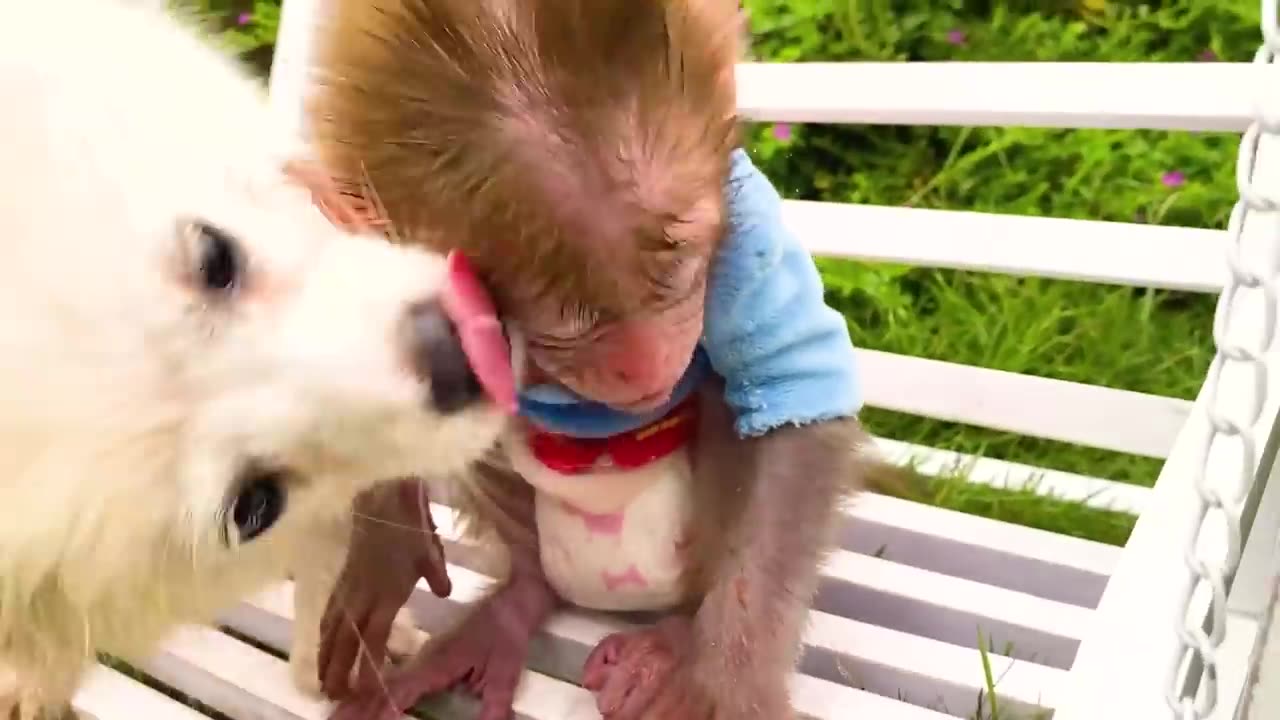 Monkey Baby Bon eats ice cream