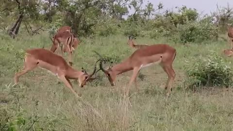 Impala_Rams_Fighting_Copyright_Free_Animal_Videos(360p)