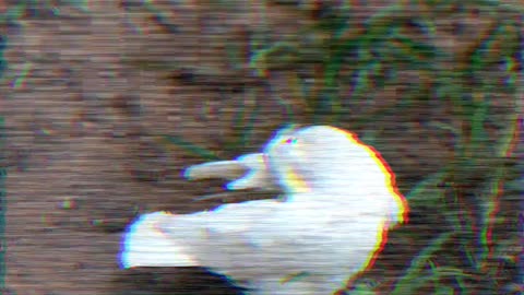 parrot