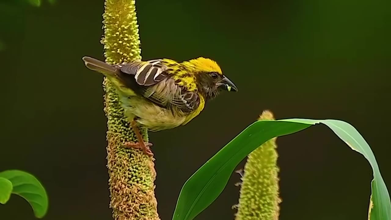 Wildlife and Funs