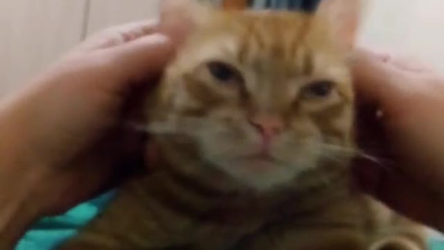 Cat loves ear massage