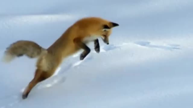 Fox Dives Headfirst Into Snow | North America